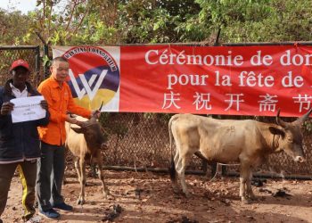 Vers la fête de Ramadan 2024: Le Consortium SMB-WINING distribue 209 boeufs aux populations de 240 villages de Boké et Télimélé