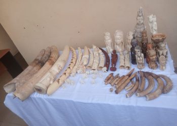 Criminalité faunique/justice : deux trafiquants d’ivoire arrêtés puis déposés