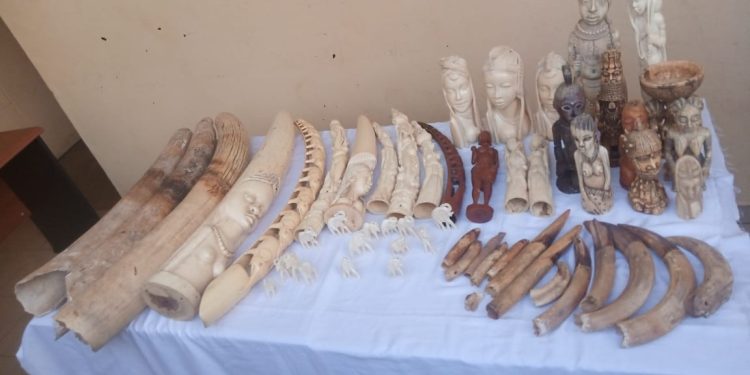 Criminalité faunique/justice : deux trafiquants d’ivoire arrêtés puis déposés