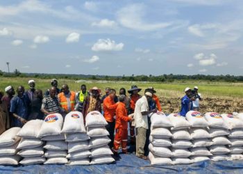 Boké-Agriculture: Le Consortium SMB-Winning célèbre la réussite de la culture du riz de 100ha sur la plaine agricole d’Amarayah