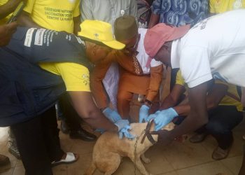 Boké: La DPA lance la 3ème édition de la campagne de vaccination contre la rage des chiens