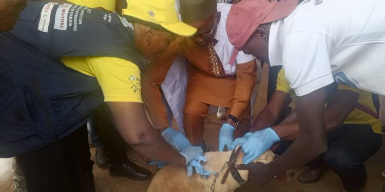 Boké: La DPA lance la 3ème édition de la campagne de vaccination contre la rage des chiens