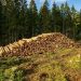 Europe : le bois s’impose comme un pilier stratégique de la transition écologique, selon les Nations Unies