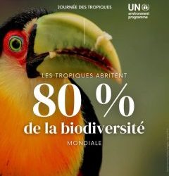 Journée internationale des tropiques : un appel mondial à protéger le poumon de la planète