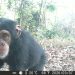 Protection de la biodiversité : l&rsquo;Union européenne renforce son engagement en faveur des chimpanzés en Guinée