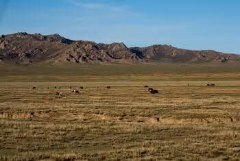 L’herbe sous nos pieds : pourquoi les terres de parcours naturels sont essentielles